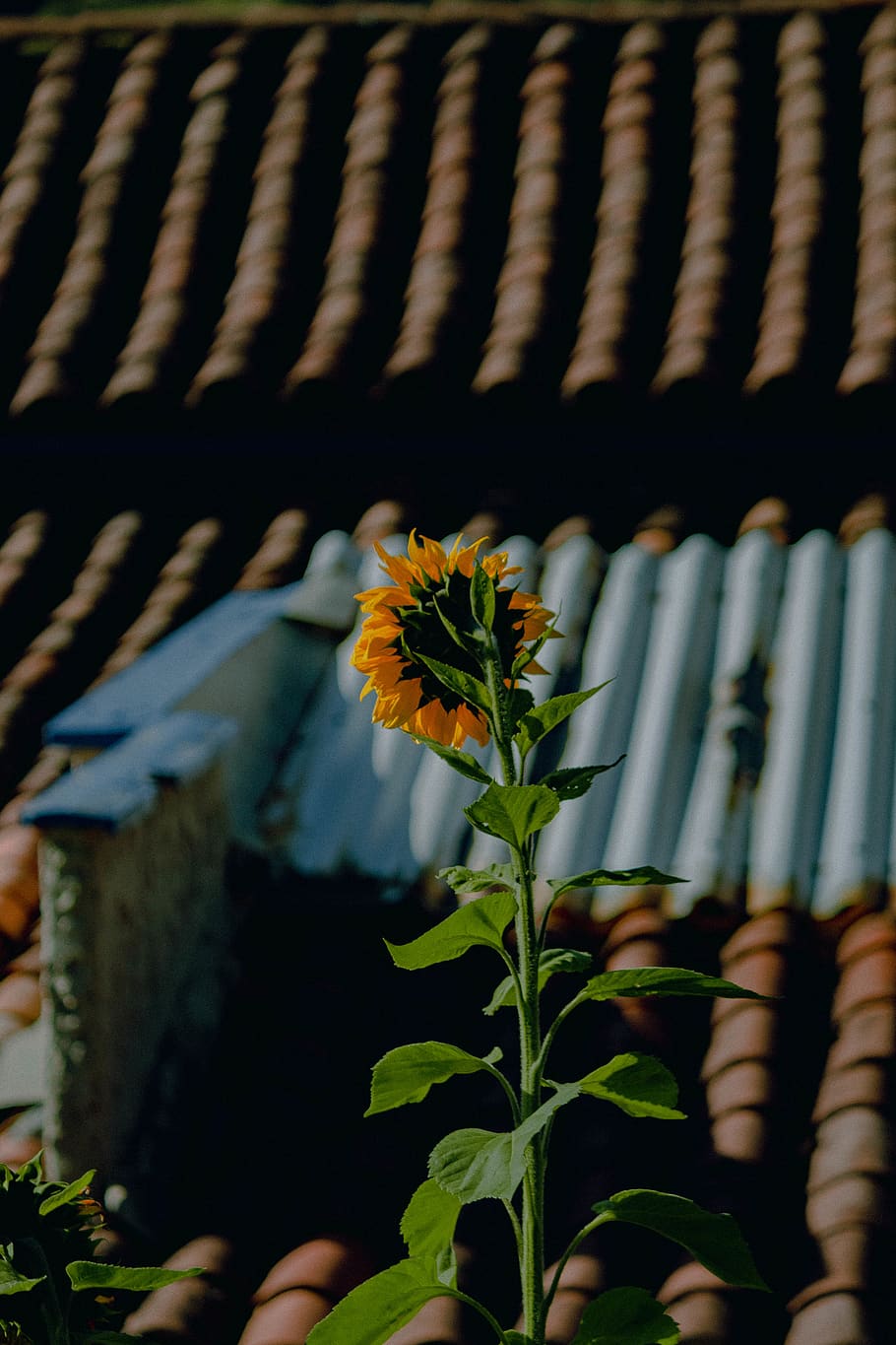 yellow sunflower, plant, blossom, daisy, daisies, acanthaceae HD wallpaper