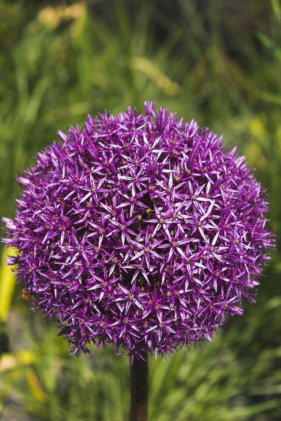 garlic flower, garden, flowering plant, purple, beauty in nature HD wallpaper