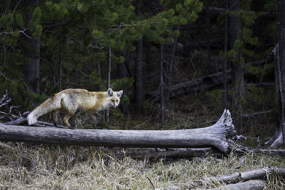 red fox, wildlife, nature, predator, vulpes vulpes, wilderness HD wallpaper