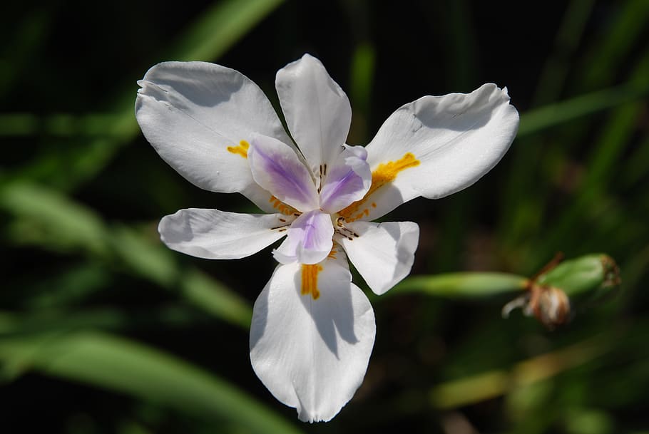flower, spring, blossom, bloom, nature, white, garden, petals HD wallpaper