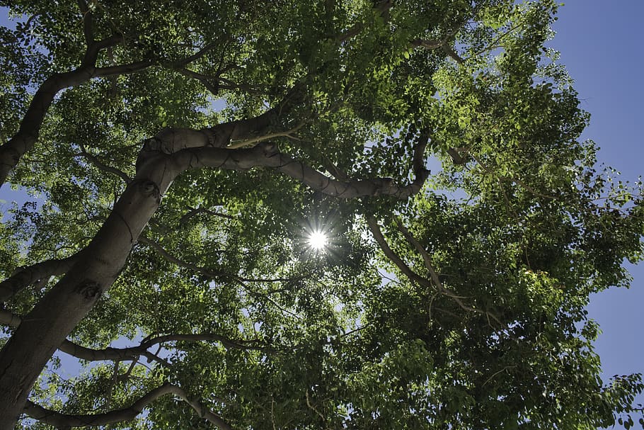 tree, flare, light, plant, tree trunk, sunlight, nature, urban HD wallpaper