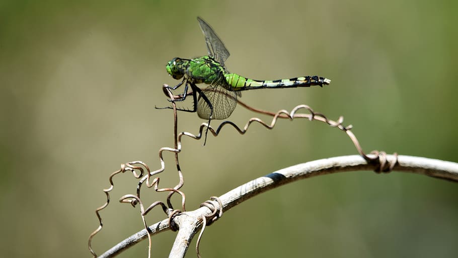 insect, dragonfly, swamp, nature, animal, wings, green, summer HD wallpaper