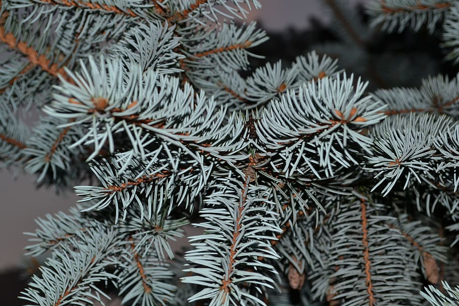 spruce, needles, tree, branch, green, nature, pine tree, coniferous tree HD wallpaper