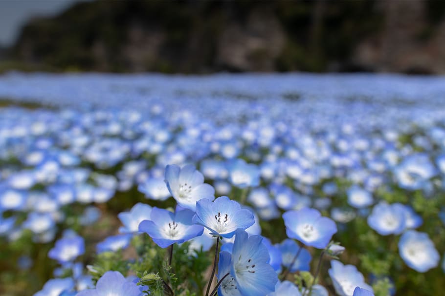 blue flower field, blossom, geranium, plant, anemone, petal, flax HD wallpaper