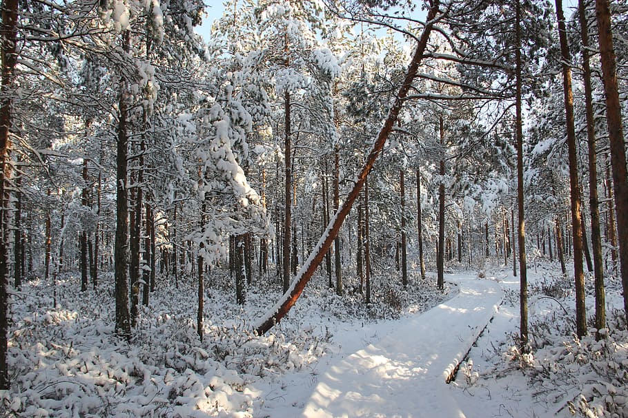 Snow Field Forest, branches, cold, daylight, daytime, environment HD wallpaper