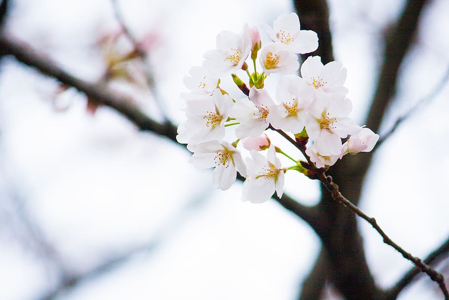 Low-angle Selective Focus Photography of White Petaled Flowers HD wallpaper