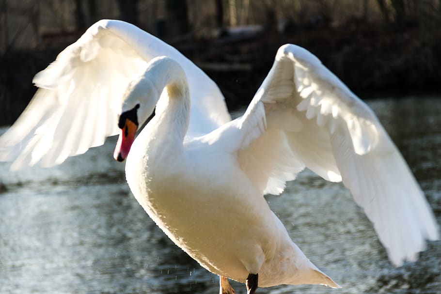 nature, swan, animal themes, bird, animals in the wild, vertebrate HD wallpaper