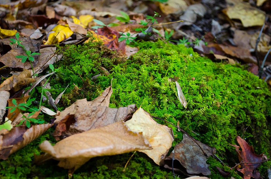 leaf, plant part, autumn, dry, change, leaves, nature, green color HD wallpaper
