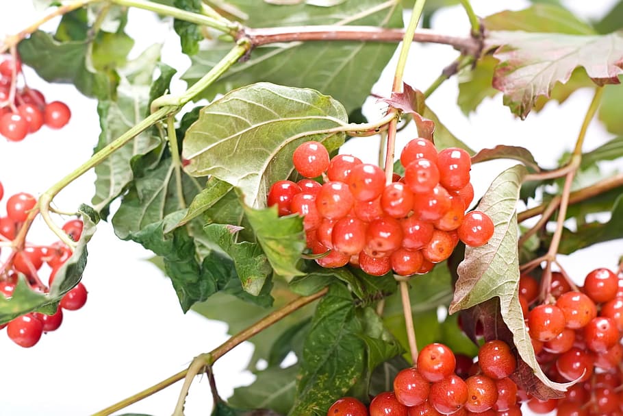 berry, branch, closeup, food, fresh, fruit, green, health, healthy, HD wallpaper