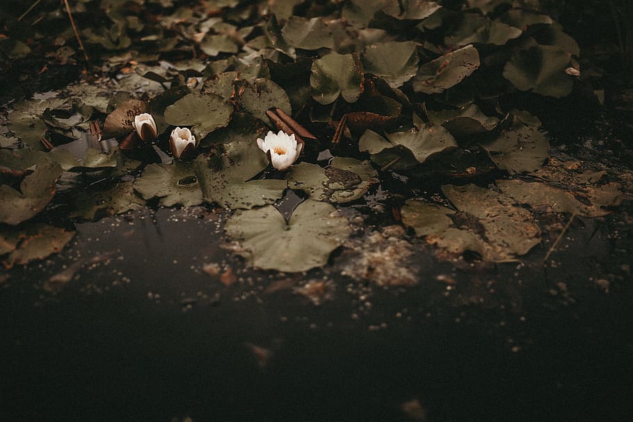 white lotus flower, lakeflower, rubble, dark, lake side, water HD wallpaper