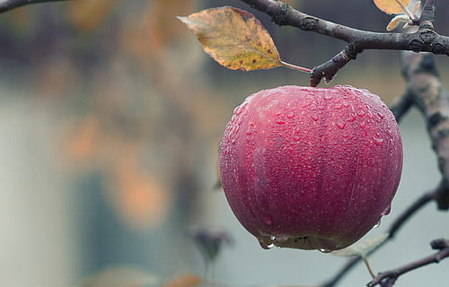 Close-up of Fruits Hanging on Tree, apple, blur, branch, dew HD wallpaper