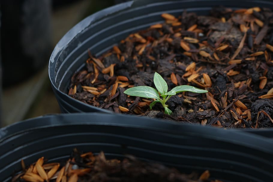 plant, little tree, green, leaf, growth, plant part, nature, HD wallpaper
