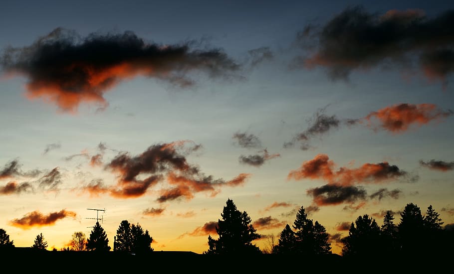 Silhouettes of Trees During Dawn, afterglow, backlit, clouds HD wallpaper