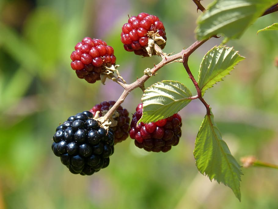 Bunch of Rasp and Blueberries, blackberries, blur, branch, close-up HD wallpaper