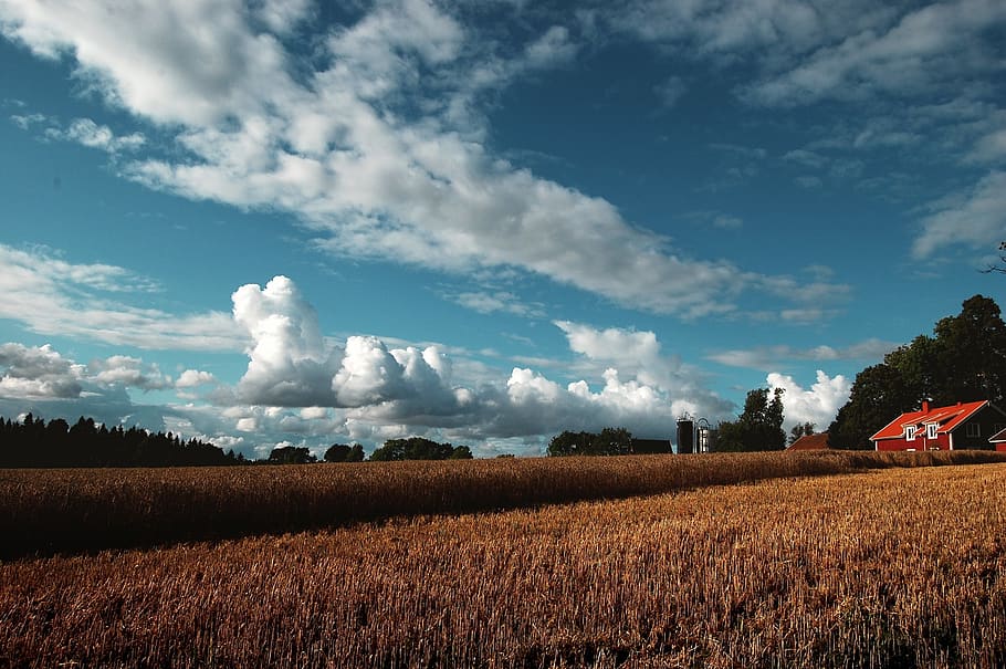 sweden, summer, clouds, cloudy, sky, blue, house, field, forest HD wallpaper