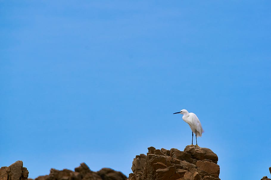 nature, bird, heron, one animal, animal themes, vertebrate HD wallpaper