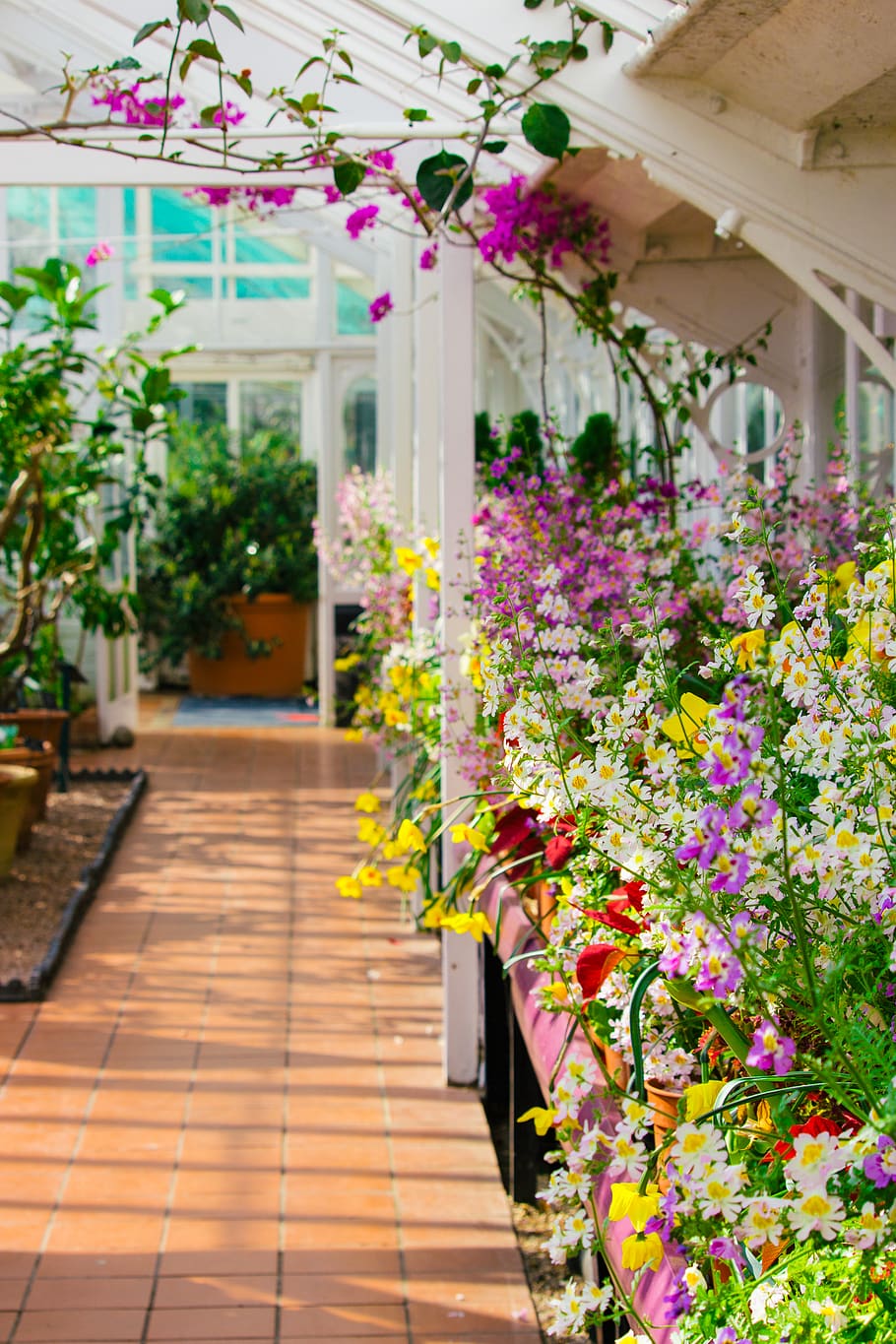 assorted color flowers, plant, flowering plant, freshness, growth HD wallpaper