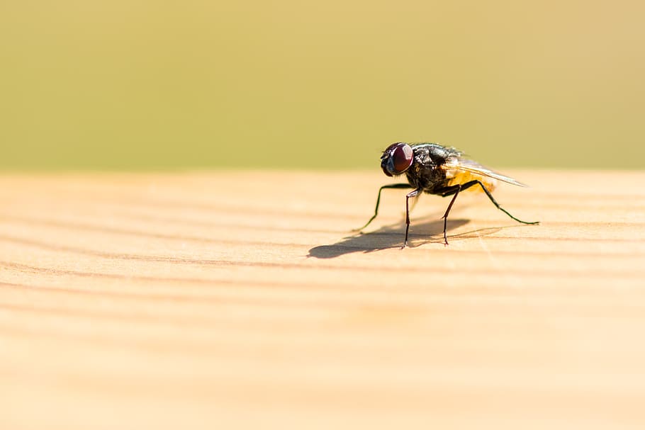 fly, wood, table, nature, flying, animal, wing, wildlife, macro HD wallpaper