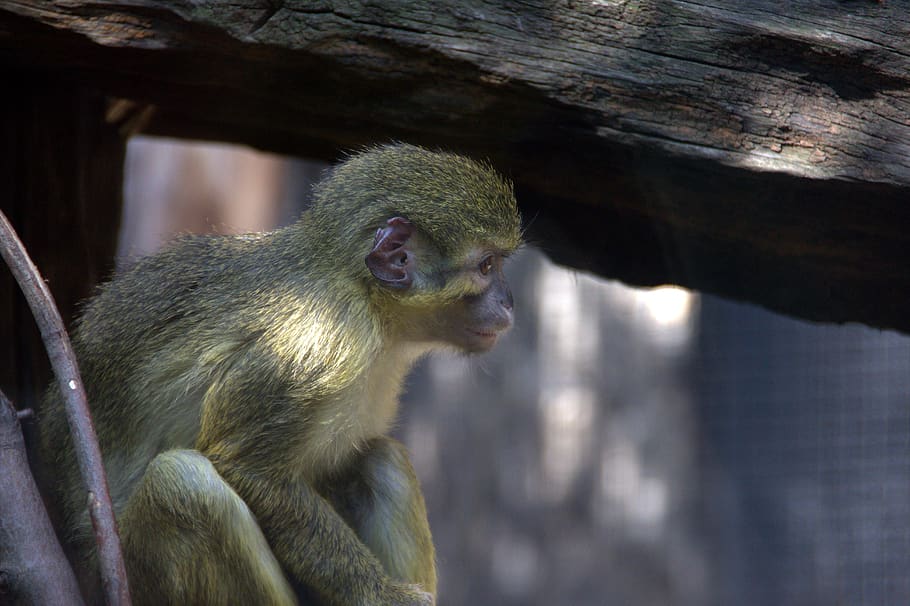 monkey, zoo, prague, animal, animal world, mammal, nature, gorilla HD wallpaper