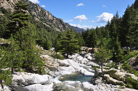 france, corte, river, forest, rock, plant, tree, beauty in nature HD wallpaper