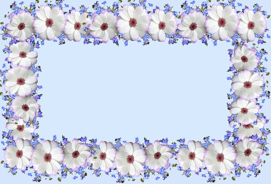 greeting card, base, daisies, blue, flowering plant, no people HD wallpaper