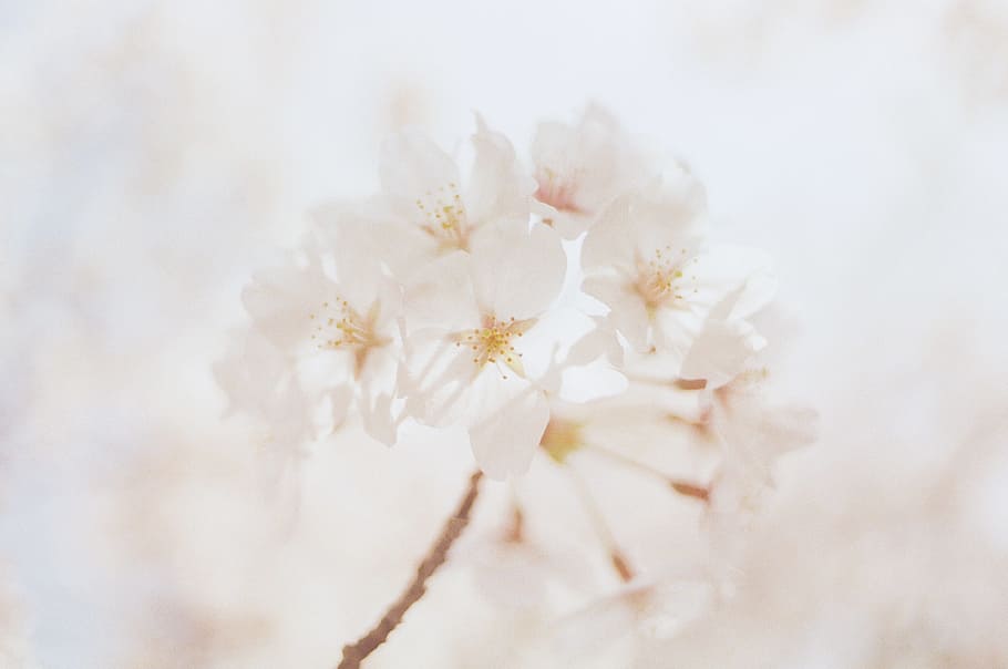 Close-Up Photography of White Flowers, beautiful, bloom, blooming HD wallpaper