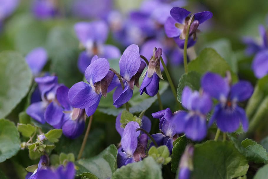 violets, purple, kvítek, spring, vernal, flowering, garden HD wallpaper