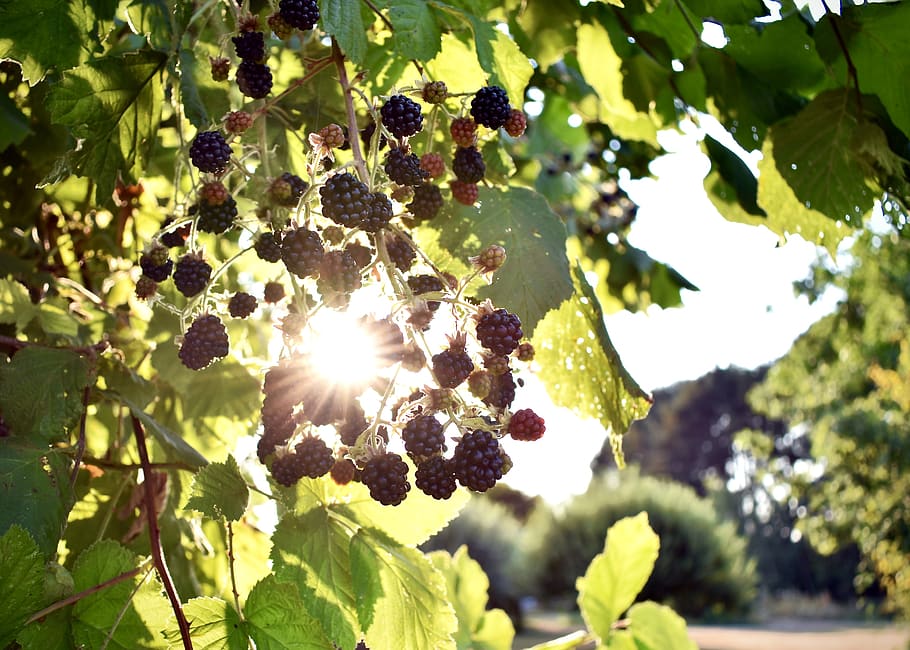 sun, berries, leaves, plant, growth, leaf, plant part, sunlight HD wallpaper