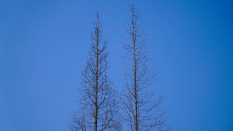trees, bare tree, blue, clear sky, low angle view, nature, plant HD wallpaper