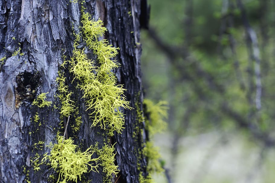 moss, tree, nature, forest, wood, landscape, log, trees, bark HD wallpaper
