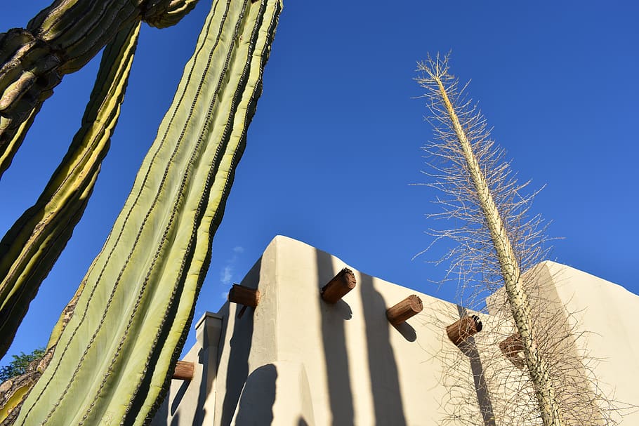 desert botanical garden, united states, phoenix, cacti, arizona, HD wallpaper