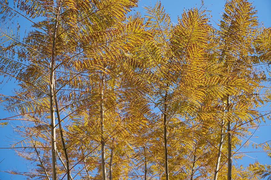 tree, branches, sky, season, winter, spring, autumn, forest HD wallpaper