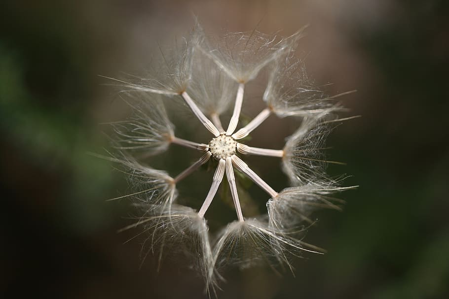 Selective Photography of Dandelion, bloom, blooming, blur, close-up HD wallpaper
