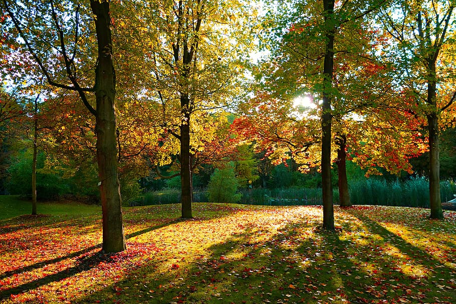 tree, park, sunlight, long shadows, autumn color, forest, woods HD wallpaper