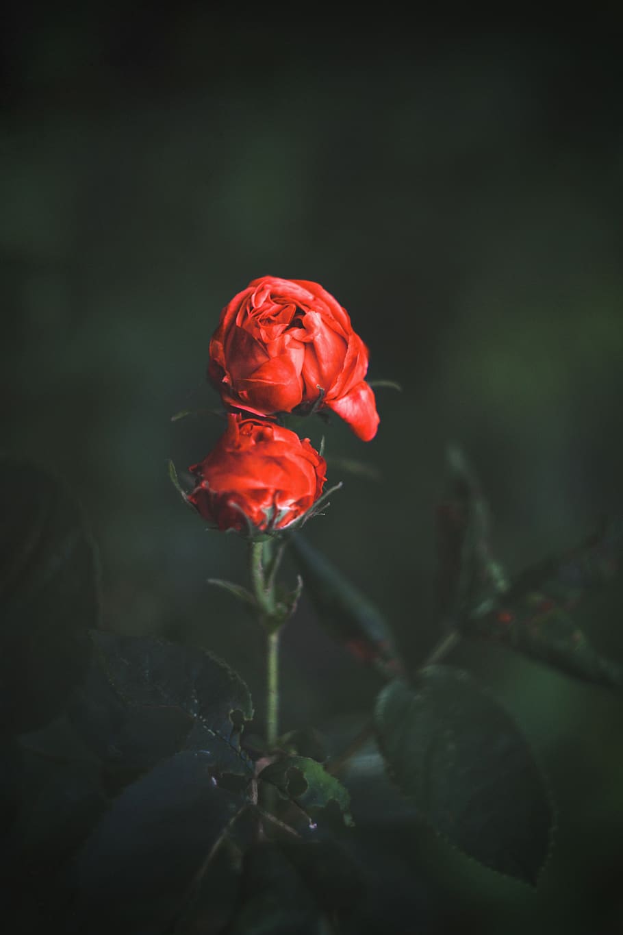 flower, flowering plant, beauty in nature, freshness, fragility HD wallpaper