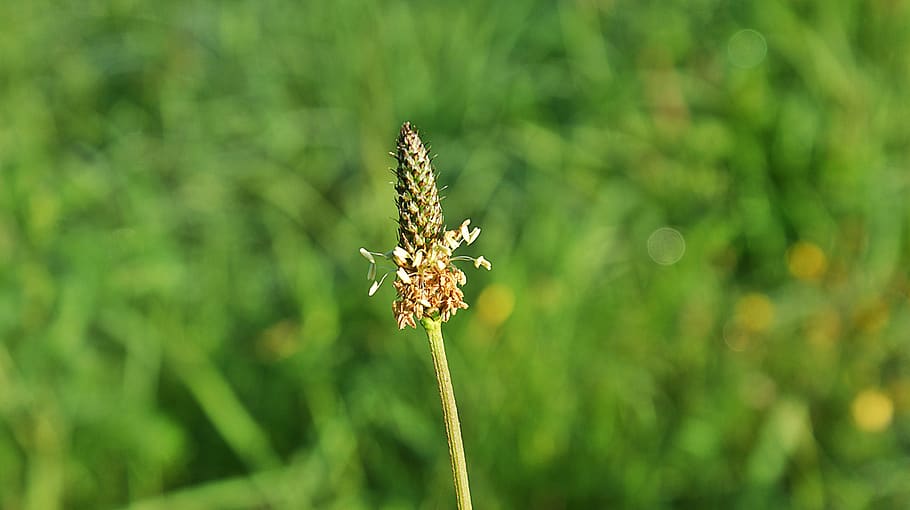 only, grass, bloom, morning, green, outdoor, beauty, landscape HD wallpaper