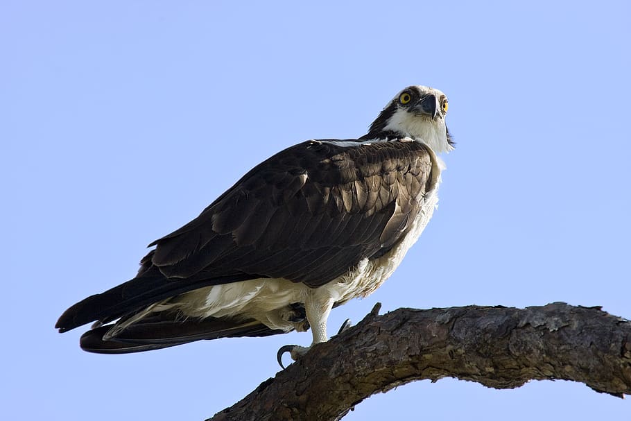 osprey, raptor, talons, fish eater, nature, perched, tree, limbs HD wallpaper