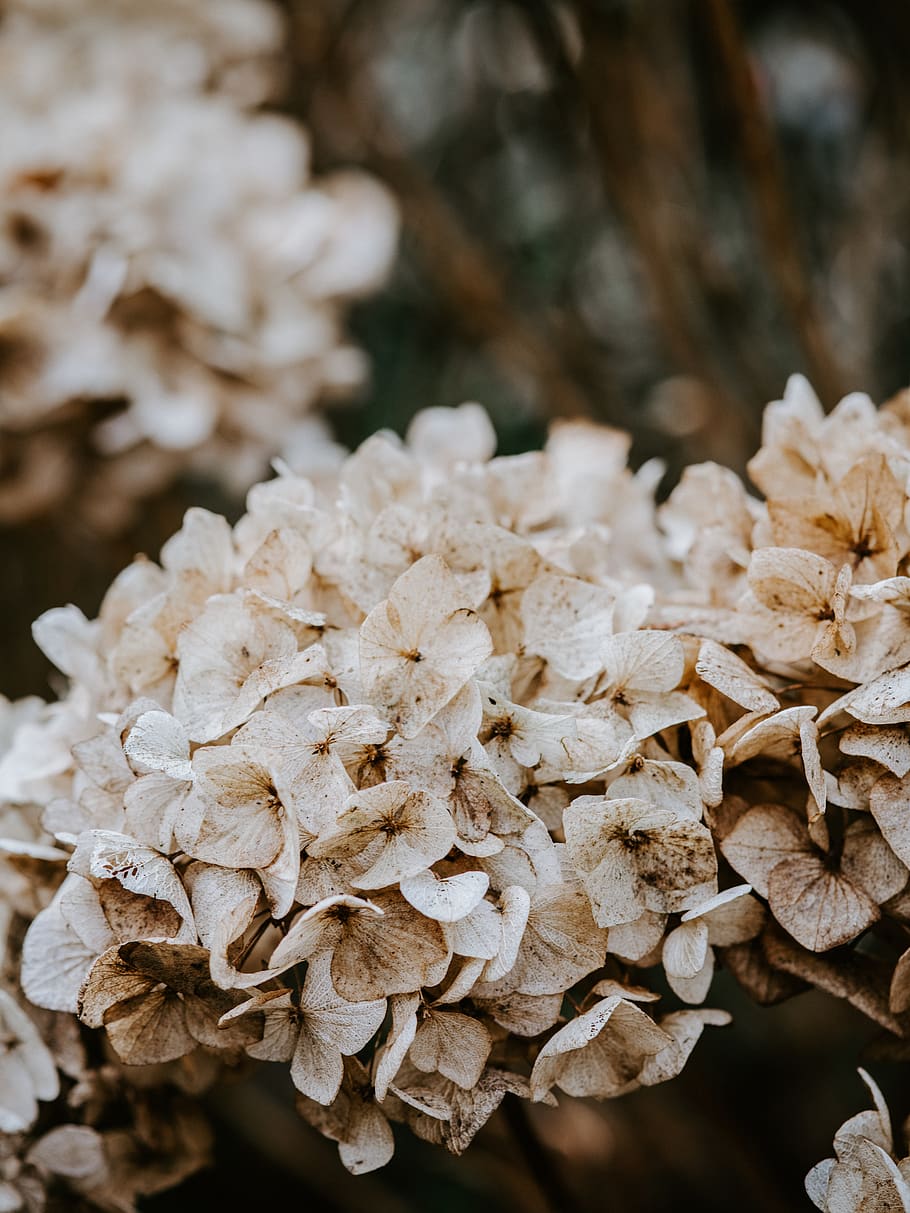 beige cluster flowers, plant, fungus, blossom, mushroom, agaric HD wallpaper