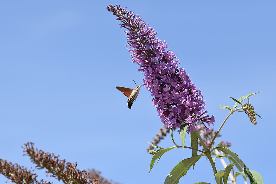 hummingbird hawk moth, macro, insect, wildlife, flower, pollination HD wallpaper