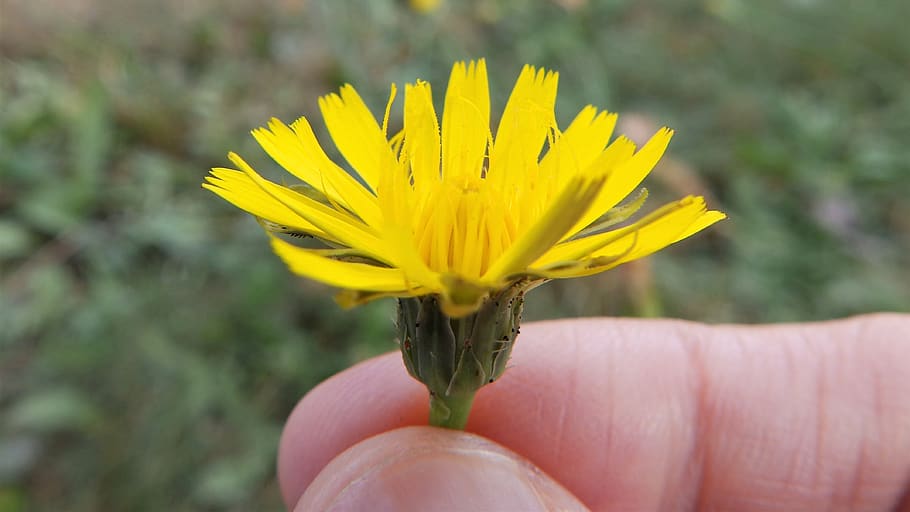 hold, flower, weed, dandelion, hand, nature, springtime, floral HD wallpaper