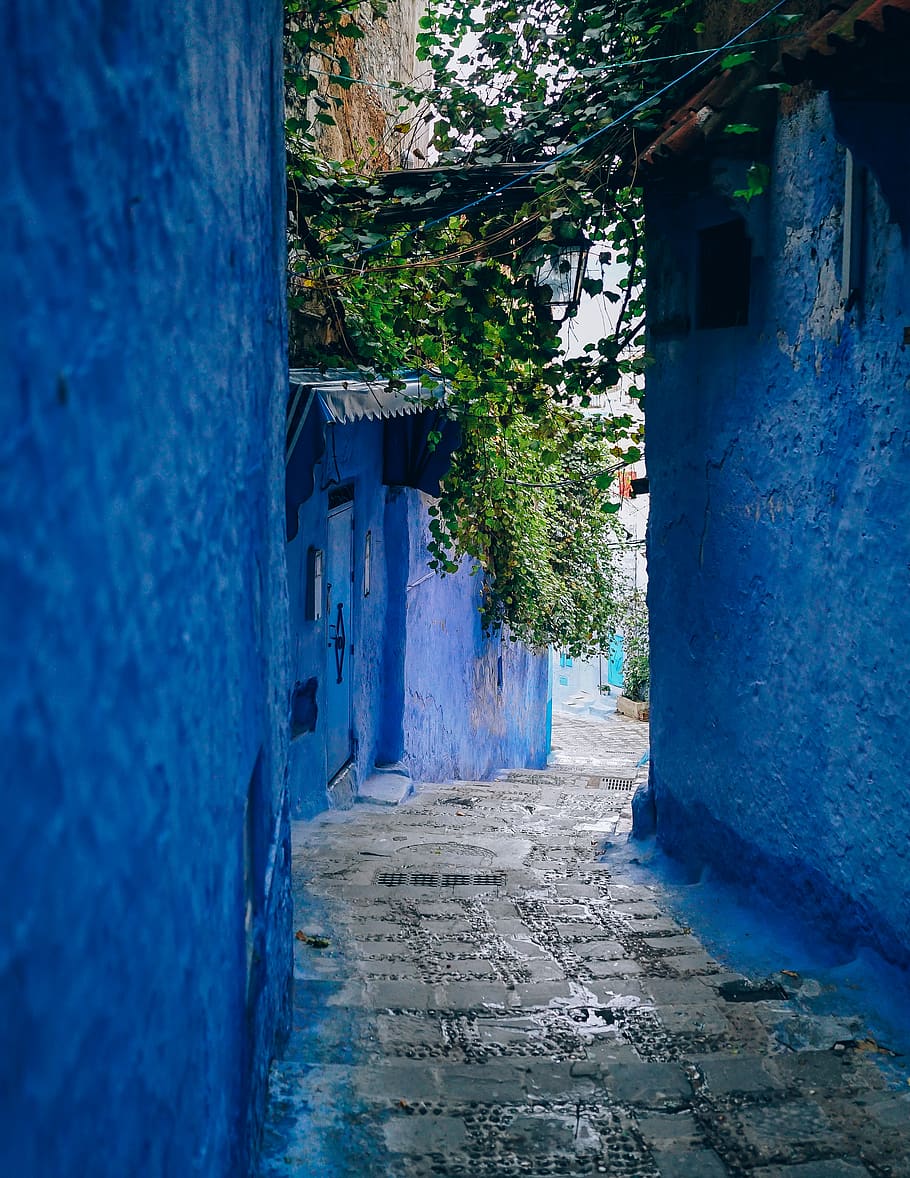 Blue Wall Alley, architecture, daylight, exterior, houses, ivy HD wallpaper