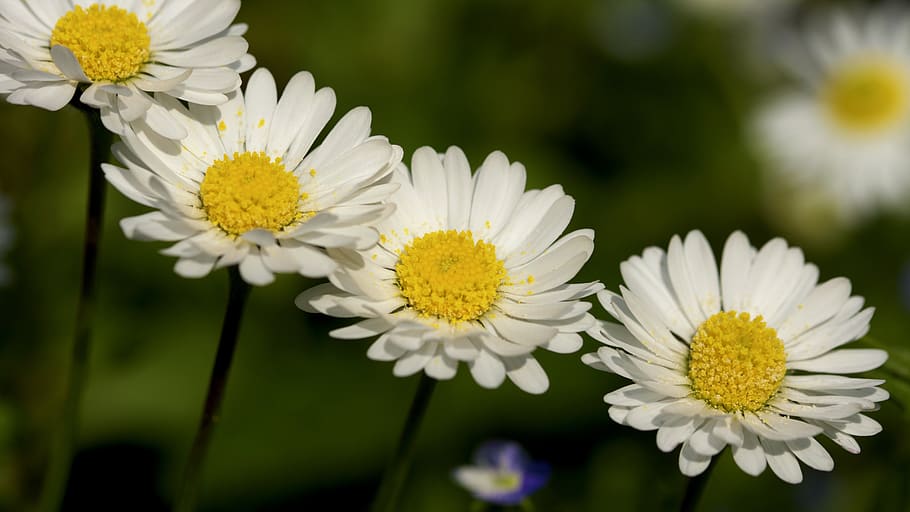 daisies, spring, nature, bloom, flora, beauty, close, colorful HD wallpaper