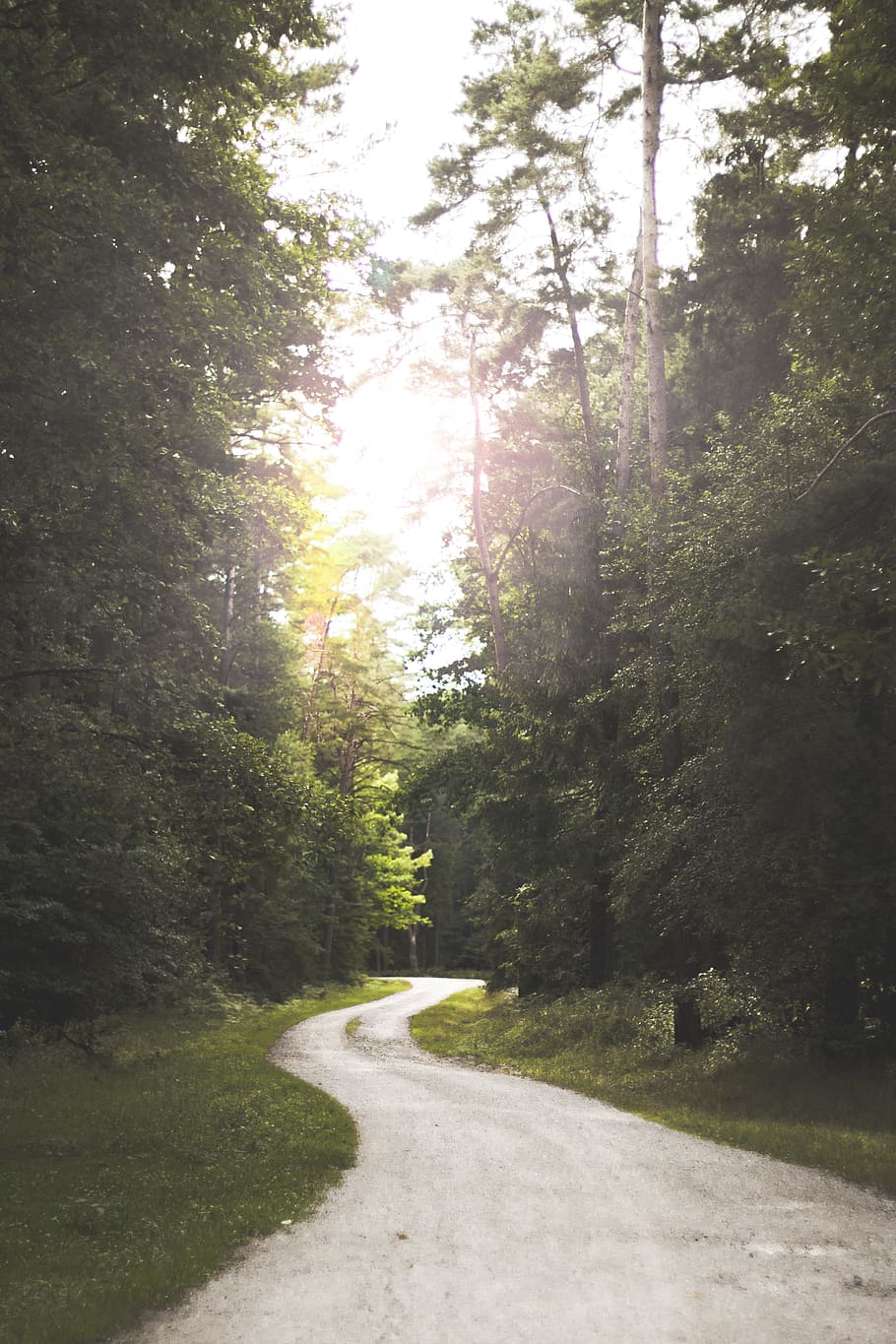 Winding Road Near Forest, environment, grass, landscape, morning HD wallpaper