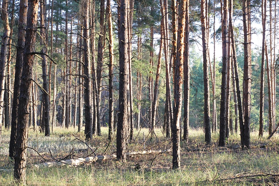 pine, field, landscape, nature, tree, green, grass, forests, HD wallpaper