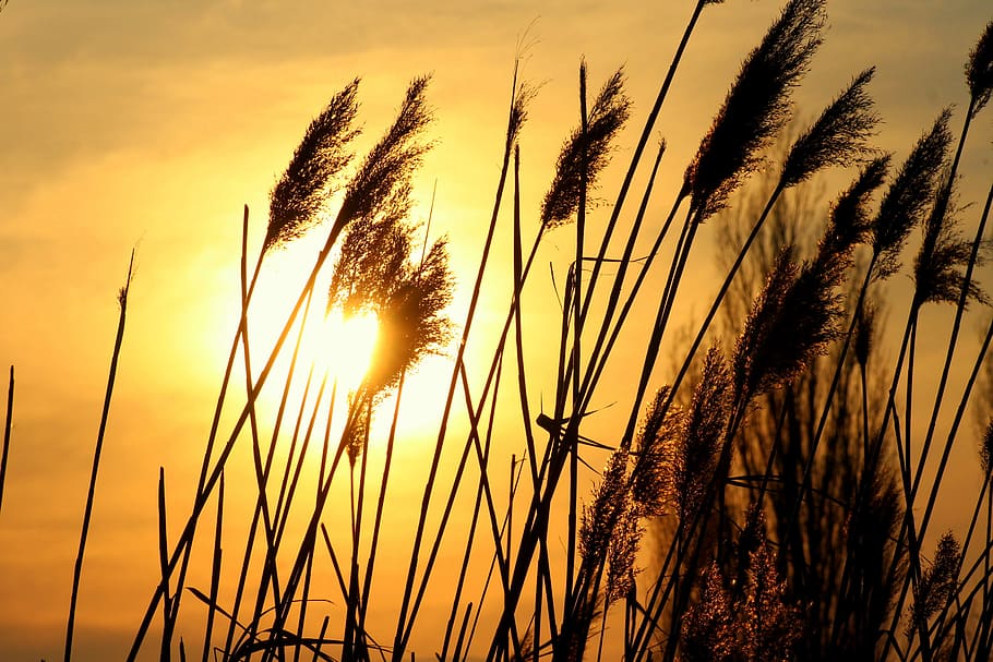 evening, grass, sunset, landscape, view, nature, spring, yellow HD wallpaper