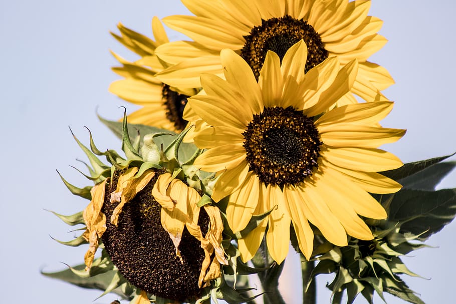 sunflowers on teal background, flowering plant, yellow, flower head HD wallpaper