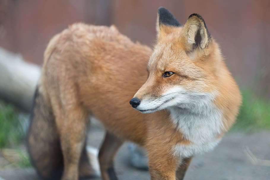 brown and white coated fox, animal, wildlife, canine, pet, mammal HD wallpaper
