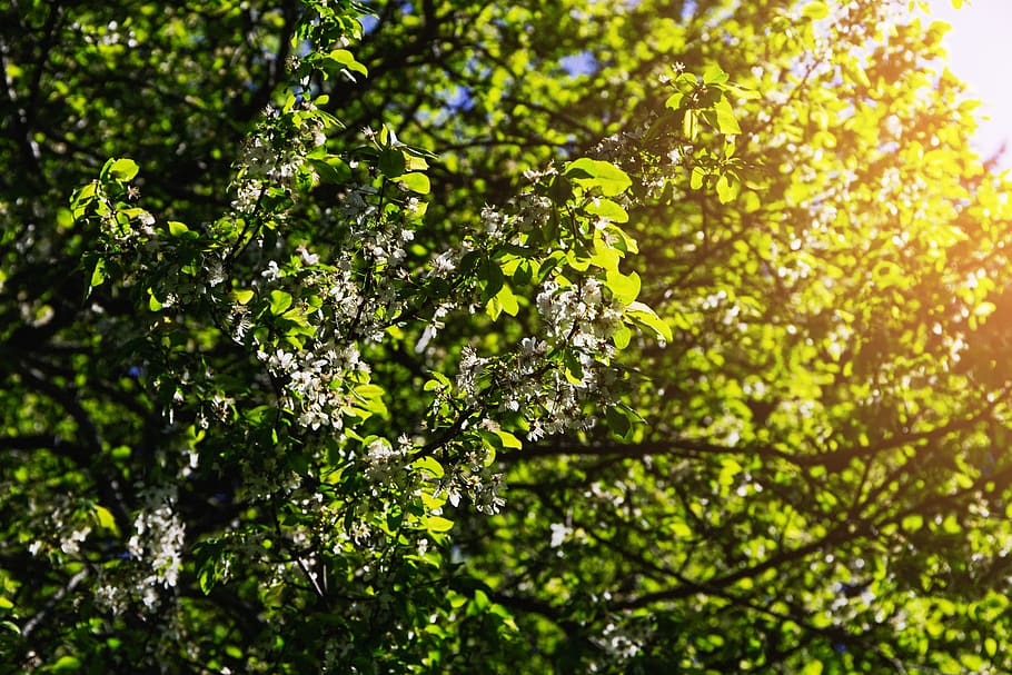 allgäu, lakes, forest, spring, nature, flowers, trees, good vibes HD wallpaper