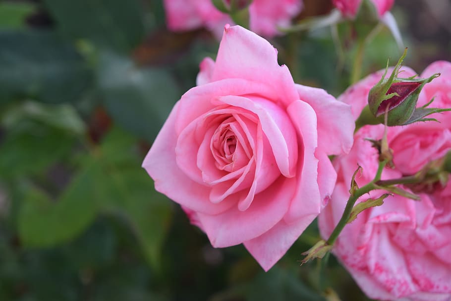 flower, rose, pink, flora, blooming, pink color, flowering plant HD wallpaper