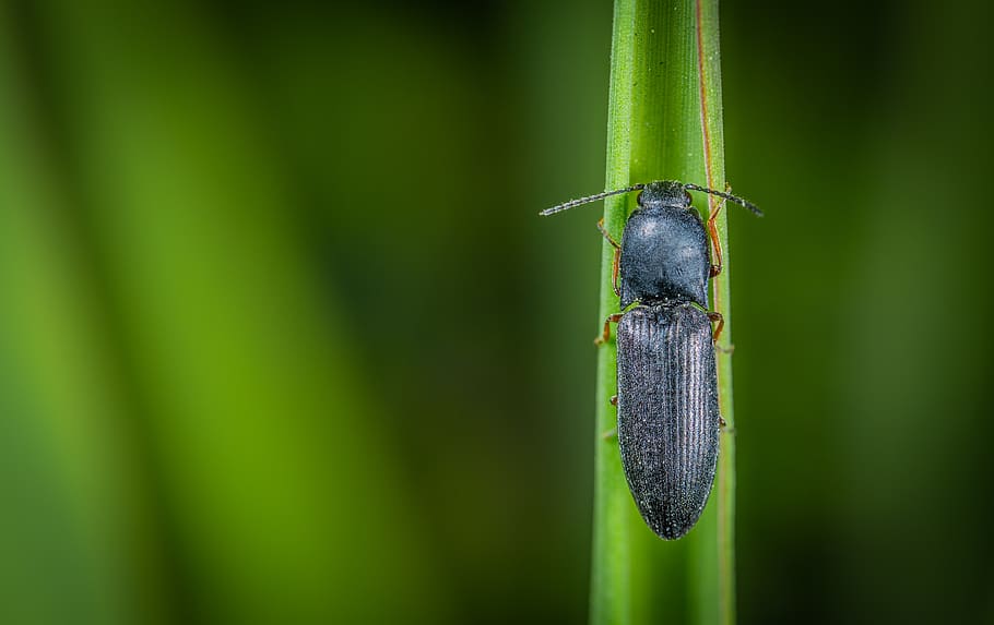 Macro Photo of Black Common Ground Beetle, animal, blurred background HD wallpaper
